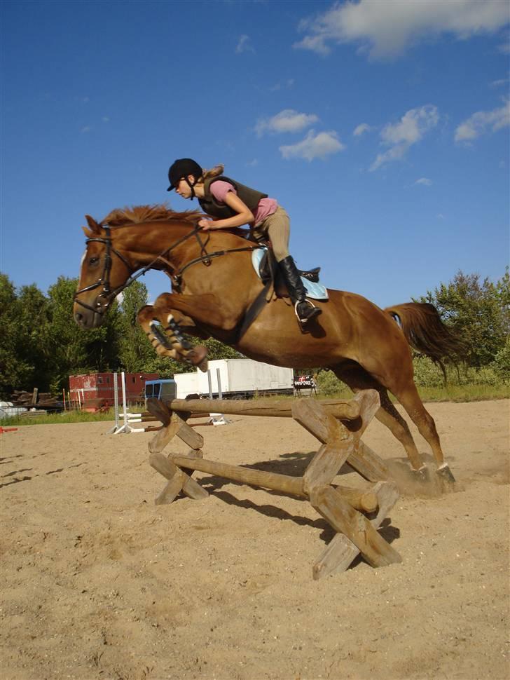 Fuldblod (XX) Pamela´s Boy<3 :´) himmel hest  - Velkommen til pamala´s Boys profil <33 billede 1