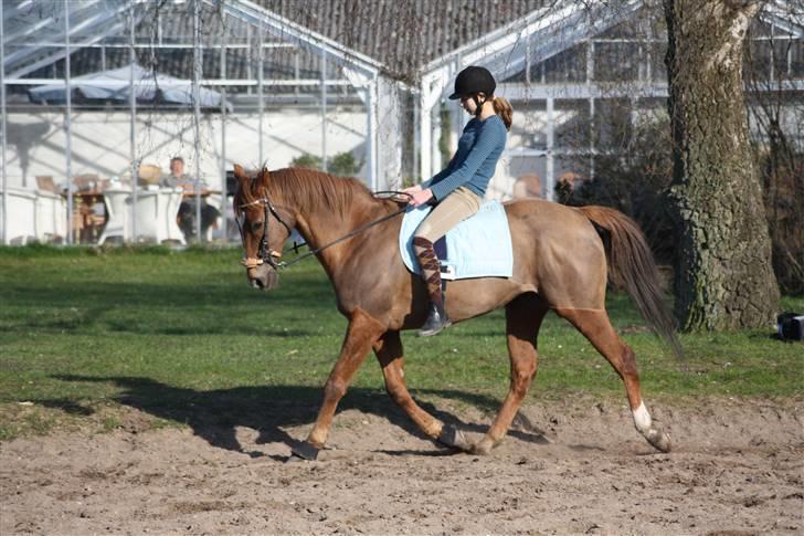 Fuldblod (XX) Pamela´s Boy<3 :´) himmel hest  - Min dejlige Blære Røv XD billede 2