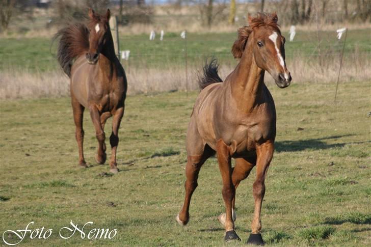 Fuldblod (XX) Pamela´s Boy<3 :´) himmel hest  billede 3