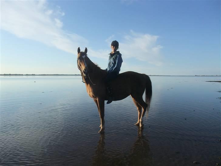 Fuldblod (XX) Pamela´s Boy<3 :´) himmel hest  billede 4