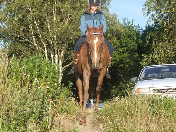 Fuldblod (XX) Pamela´s Boy<3 :´) himmel hest  billede 5