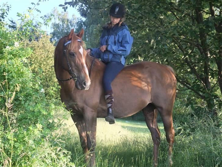 Fuldblod (XX) Pamela´s Boy<3 :´) himmel hest  billede 6