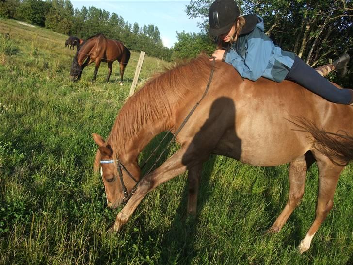 Fuldblod (XX) Pamela´s Boy<3 :´) himmel hest  billede 7