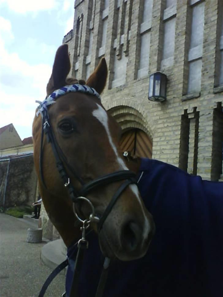 Fuldblod (XX) Pamela´s Boy<3 :´) himmel hest  billede 8