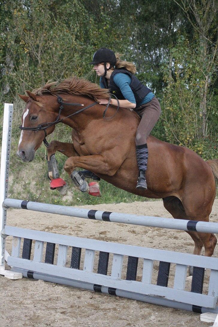 Fuldblod (XX) Pamela´s Boy<3 :´) himmel hest  billede 9