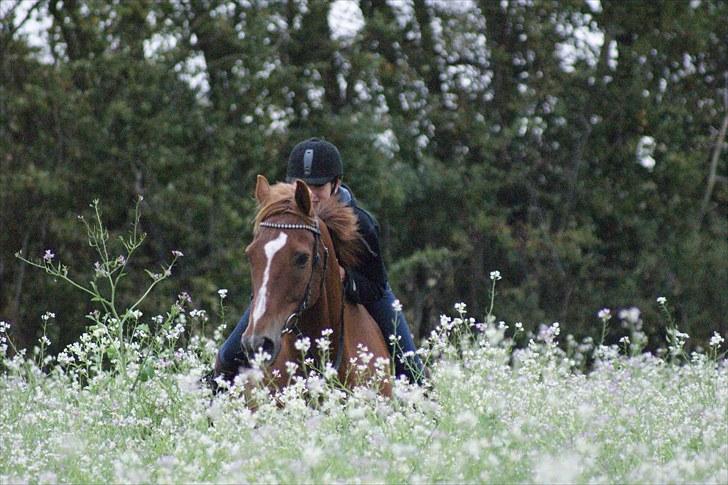 Fuldblod (XX) Pamela´s Boy<3 :´) himmel hest  billede 10