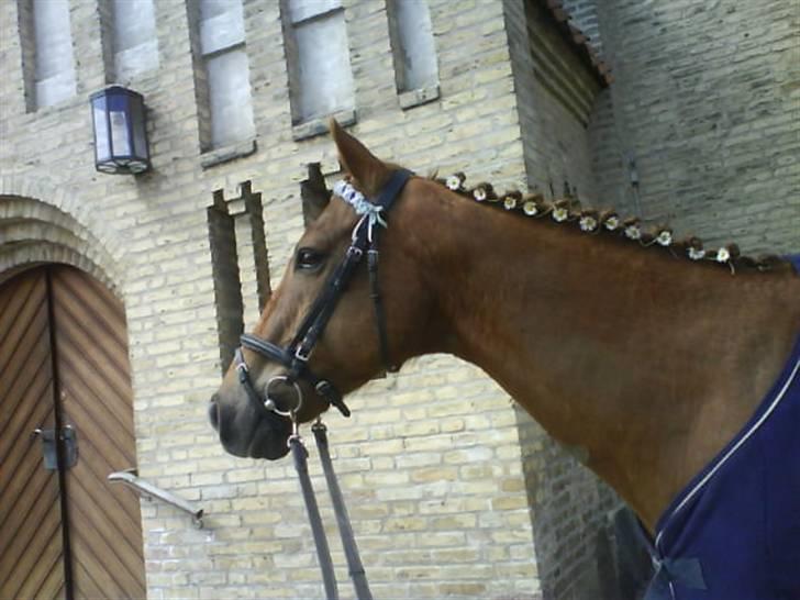 Fuldblod (XX) Pamela´s Boy<3 :´) himmel hest  - Miin Palle kom til miin konfirmation  billede 12