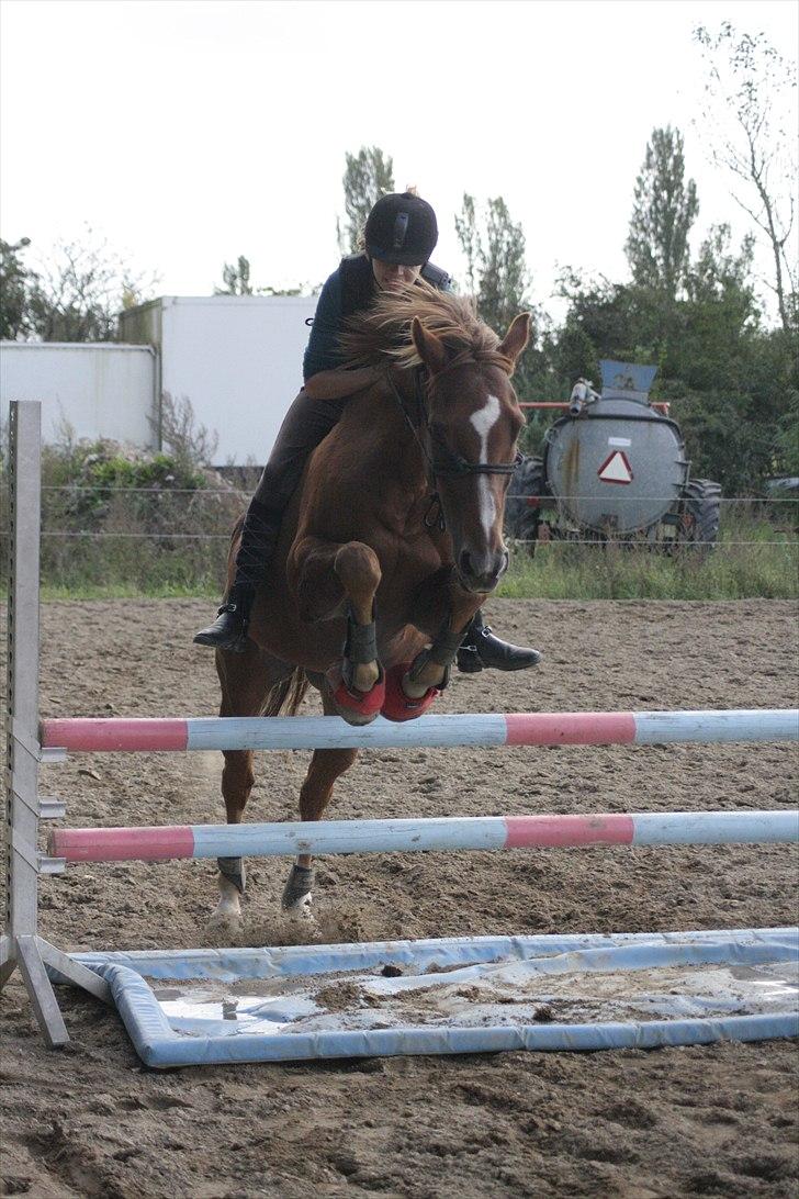 Fuldblod (XX) Pamela´s Boy<3 :´) himmel hest  billede 13