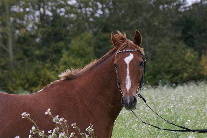 Fuldblod (XX) Pamela´s Boy<3 :´) himmel hest  billede 14