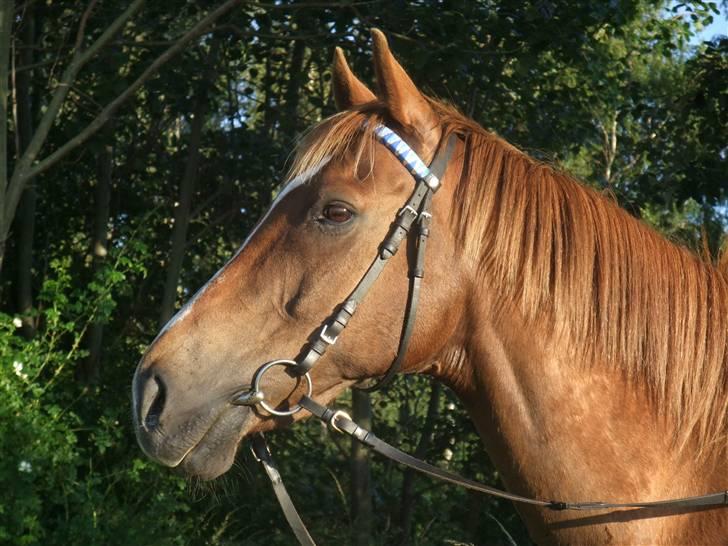 Fuldblod (XX) Pamela´s Boy<3 :´) himmel hest  billede 15