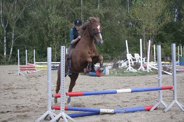 Fuldblod (XX) Pamela´s Boy<3 :´) himmel hest  billede 16