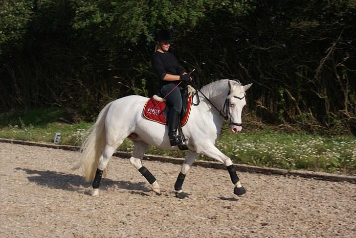 Connemara Mosedals Snowflake - Træning d. 1. september 2010. Taget af Line Andersen billede 2