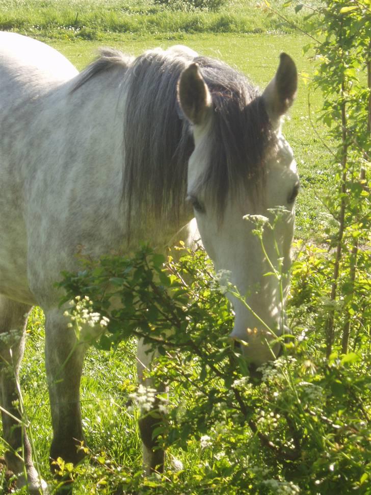 Anglo Araber (AA) Bajar Fighter billede 1
