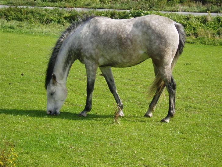 Anglo Araber (AA) Bajar Fighter billede 5