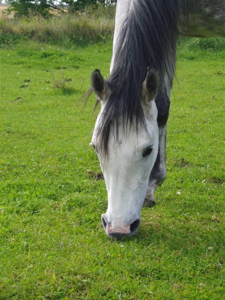 Anglo Araber (AA) Bajar Fighter billede 6