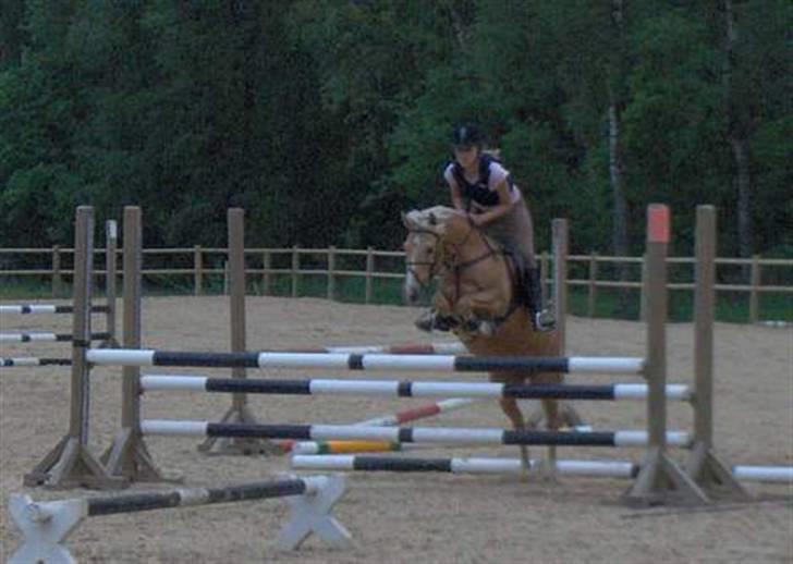 Palomino Sunbreeze solgt<3 - springer we billede 1