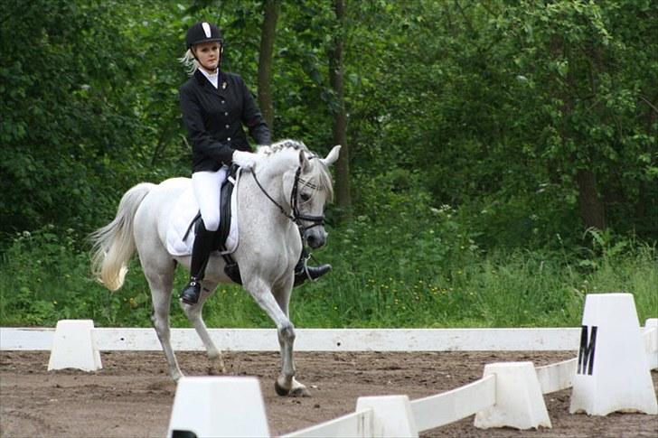 Arabisk fuldblod (OX) Senia  - Stævne i Juni. Jeg elsker dig, Senia.      Foto: Mia Grønning. billede 1