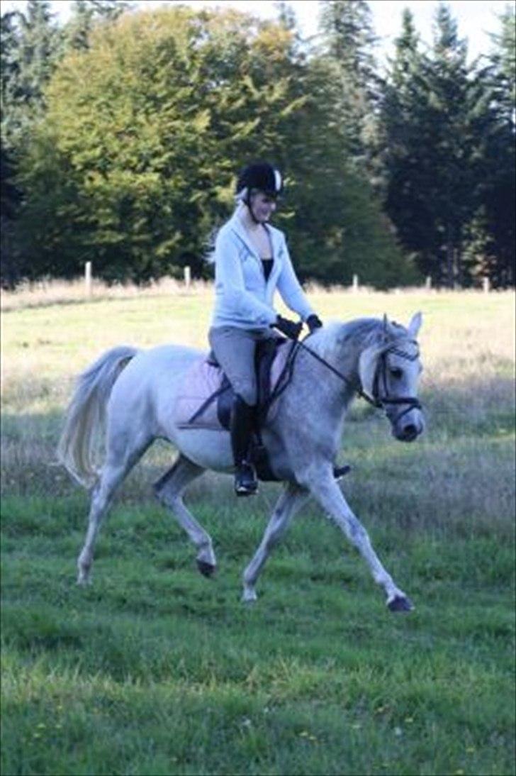 Arabisk fuldblod (OX) Senia  - *NYT* lækre Senia. Foto: Mia Grønning. billede 2