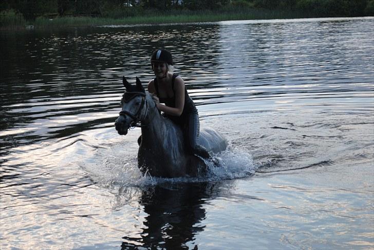 Arabisk fuldblod (OX) Senia  - fordi vi stoler på hinanden (´; billede 3