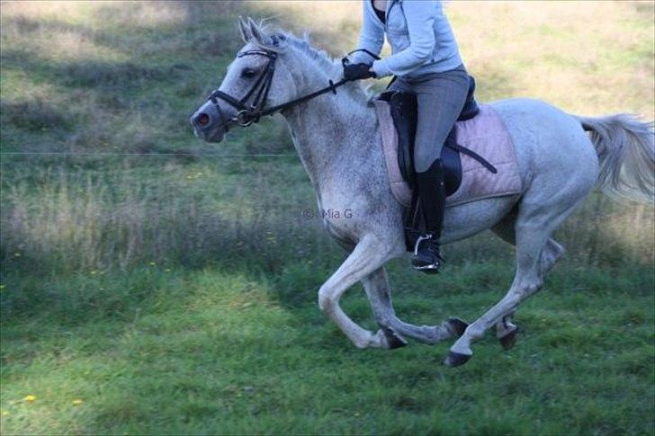 Arabisk fuldblod (OX) Senia  - *NYT* Hun er fantastisk. Foto: Mia Grønning. billede 4