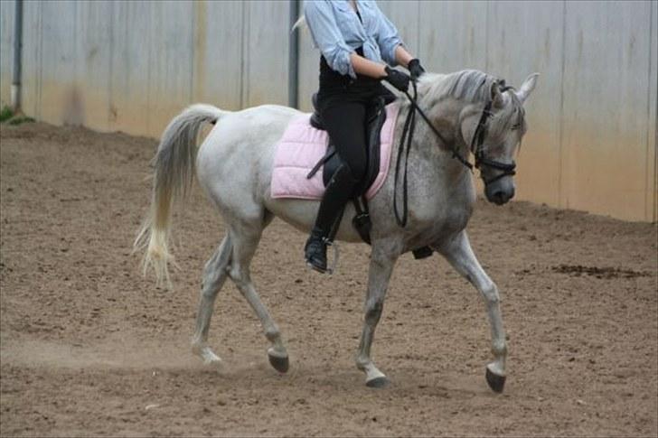 Arabisk fuldblod (OX) Senia  - du er fantastisk. Foto: Mia Grønning. billede 5