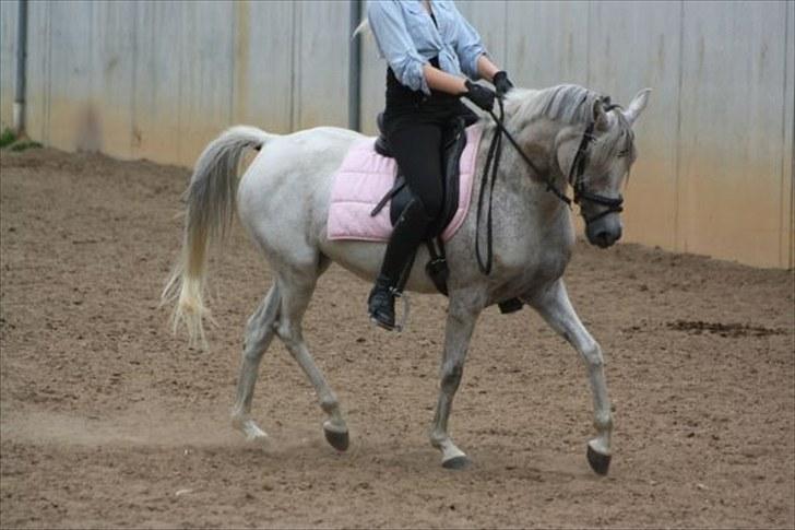 Arabisk fuldblod (OX) Senia  - du er fantastisk. Foto: Mia Grønning. billede 5