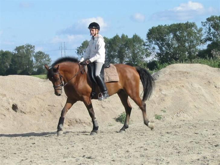 Anden særlig race Future Star *SOLGT* - 19# Min fine pony... billede 19