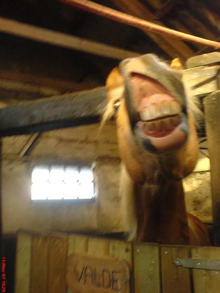 Tyroler Haflinger Ørnhøj Waldorf R.I.P.  - nuh :D billede 18