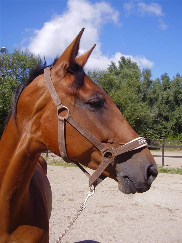 Dansk Varmblod Kara SOLGT - #1 Kara billede 1