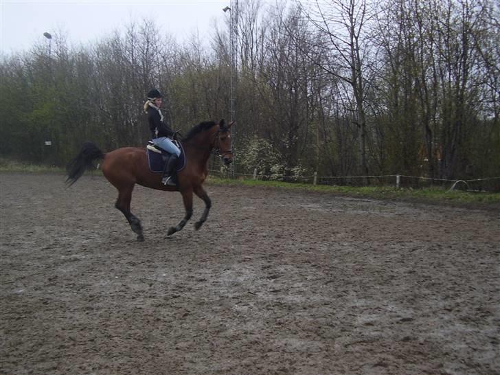 Dansk Varmblod Kara SOLGT - #2 En glad hest i galop :o) april 2008 billede 2