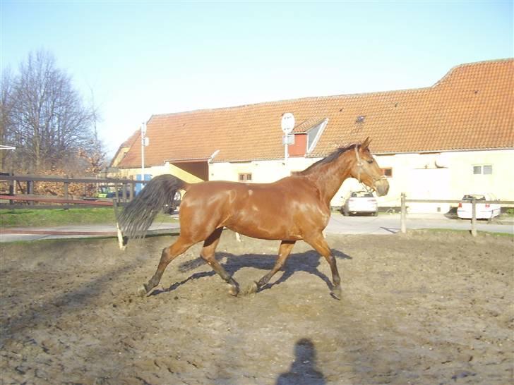 Dansk Varmblod Kara SOLGT - #5 Kara løs på jordfolden billede 5