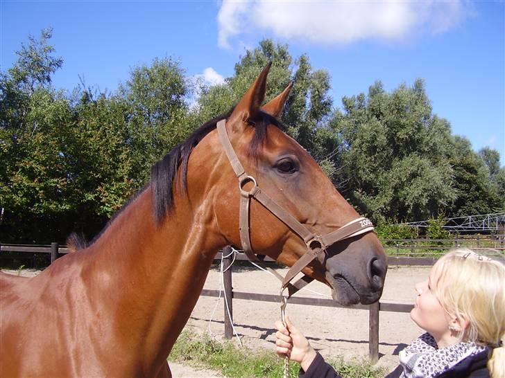 Dansk Varmblod Kara SOLGT - #6 Kara.  billede 6