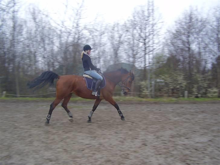 Dansk Varmblod Kara SOLGT - #7 Kara og jeg - april 2008 billede 7