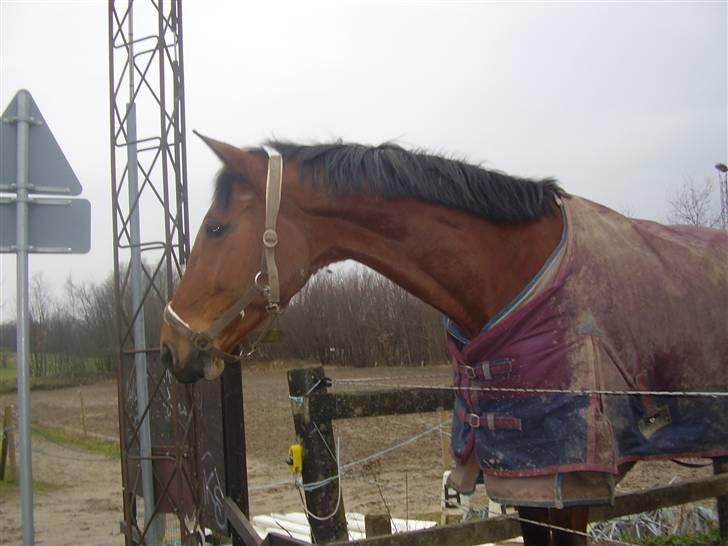 Dansk Varmblod Kara SOLGT - #8 Kara. billede 8