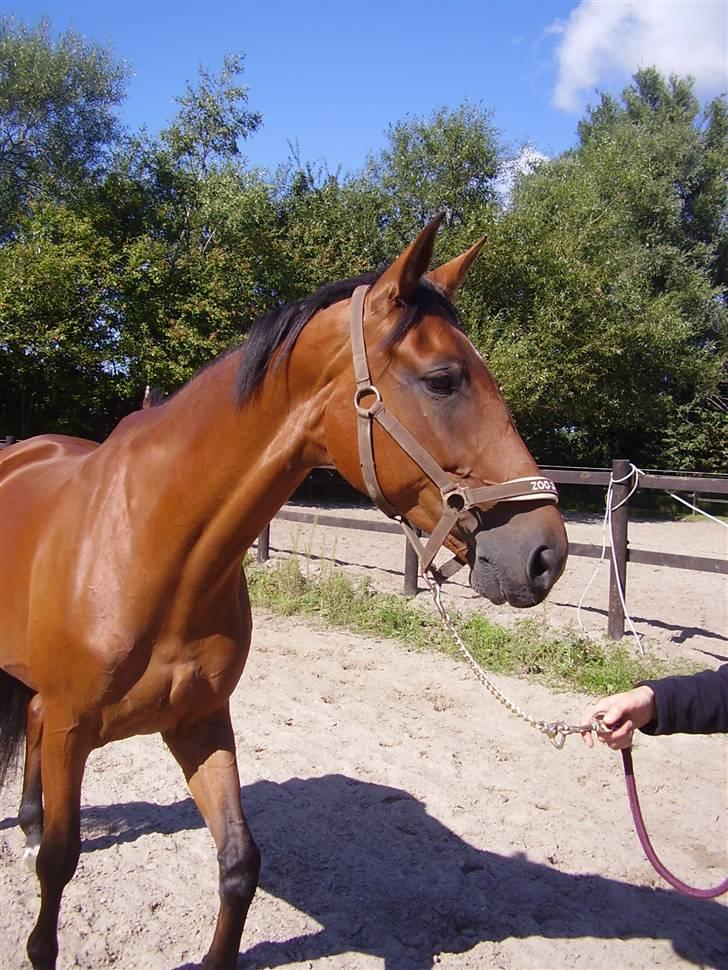 Dansk Varmblod Kara SOLGT - #9 Kara billede 9