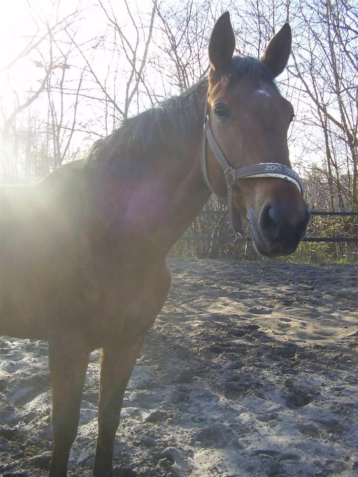 Dansk Varmblod Kara SOLGT - #10  Kara i forårssolen.  billede 10