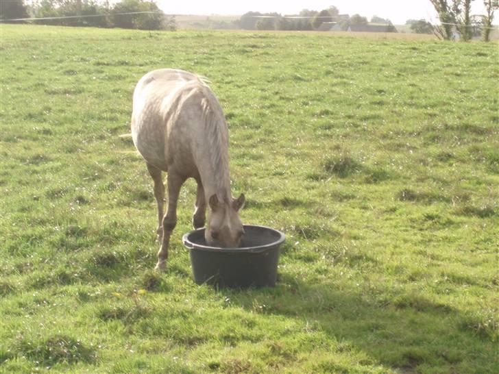 Anden særlig race R.I.P. Blondie ll - :) billede 13