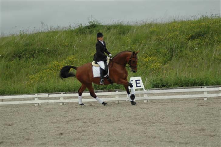 Dansk Varmblod Kara SOLGT - #11 Kara med gamle ejer. billede 11