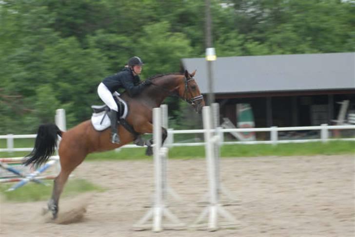 Dansk Varmblod Kara SOLGT - #12 Kara med gamle ejer. billede 12