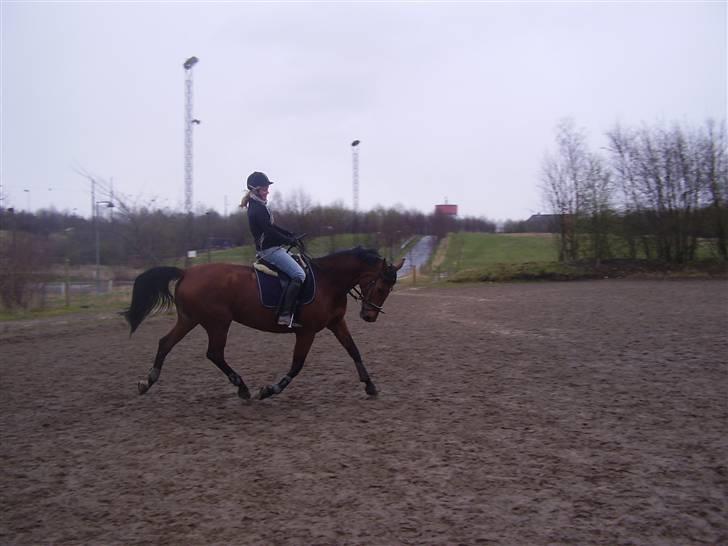 Dansk Varmblod Kara SOLGT - #14 Kara og jeg - april 2008 billede 14