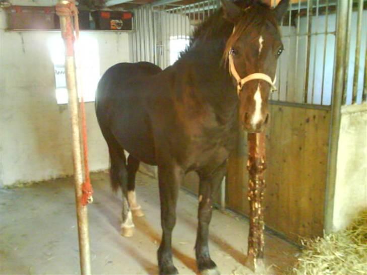 Welsh Cob (sec D) Hamlet *RIP* <3 - Han er lidt buttet, men hellere det end en mega tynd mest.. han har det så godt (: billede 13