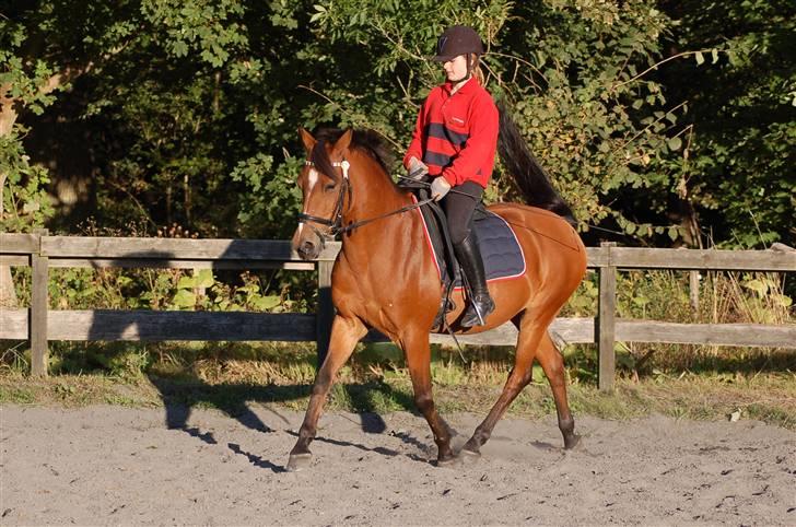 Anden særlig race Panick ( Solgt ) - R.I.P <3 - ». Panick en dejlig sommerdag. billede 2