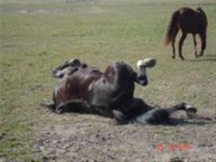 Holstener Ravel (flyttet) - Det der med at rulle sig det er bare en herlig ting billede 15