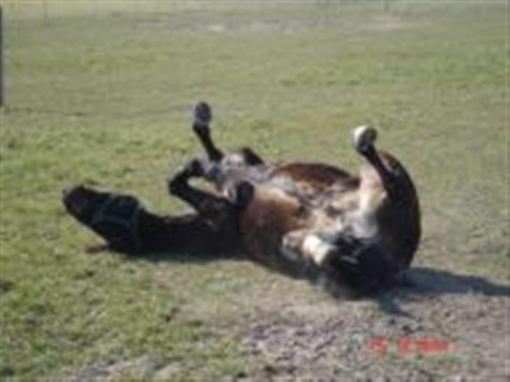 Holstener Ravel (flyttet) - Det er nu rart man kan rulle sig når det klør lidt på ryggen billede 16