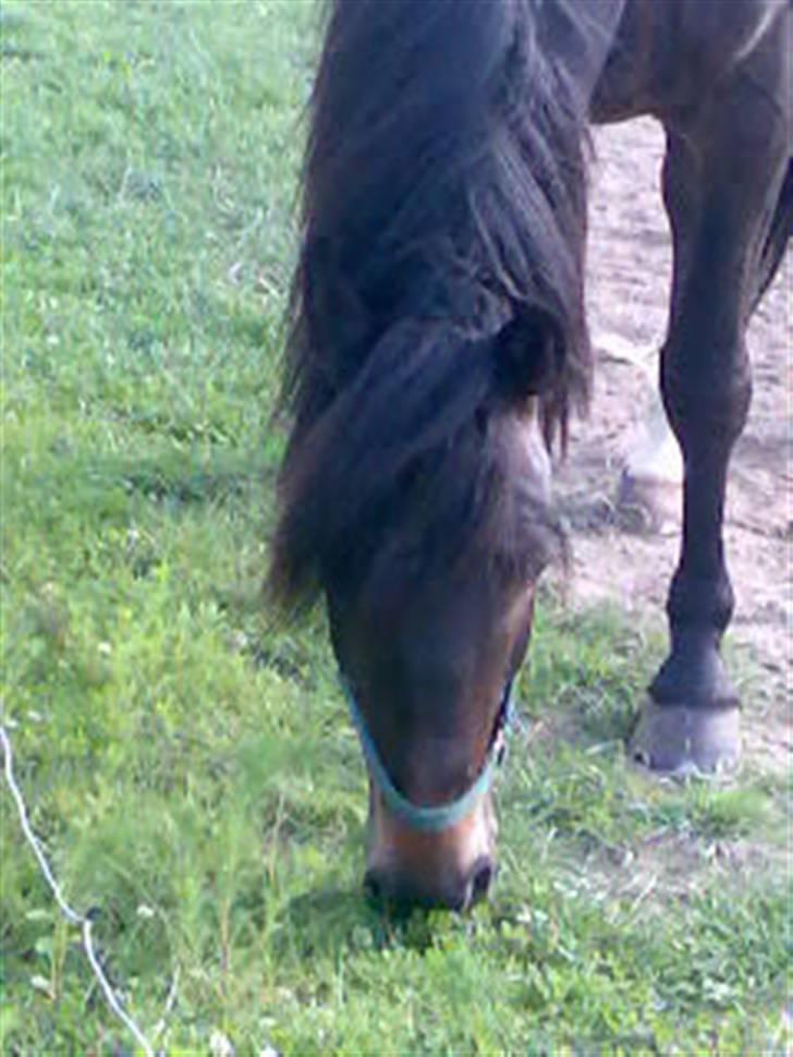 Holstener Ravel (flyttet) - Dejligt med en tot græs ;-) billede 18