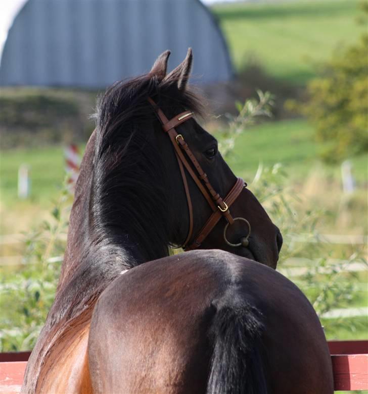 Anden særlig race Lestat †  - Fotograf: Mig selv.. billede 6