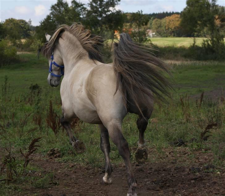 Anden særlig race Roosgårdens Cornelius - Fotograf: Mig selv.. billede 12