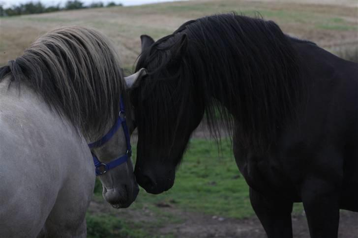 Welsh Cob (sec D) Åvangs Chess billede 9