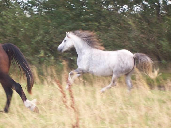 Welsh Mountain (sec A) Callunas Nicole billede 1