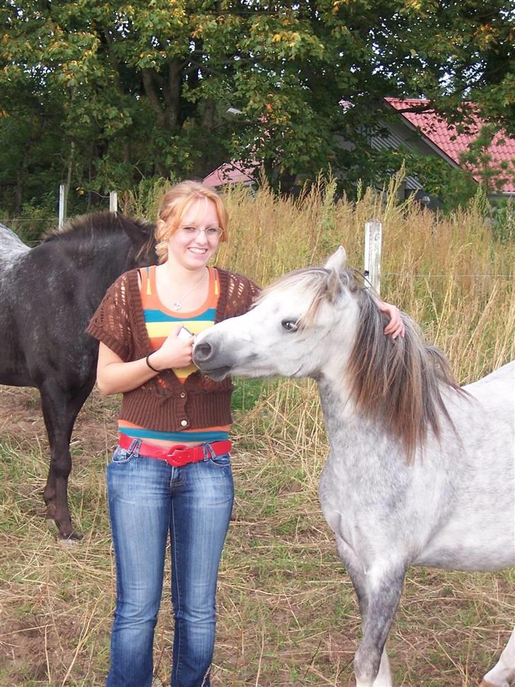 Welsh Mountain (sec A) Callunas Nicole billede 2